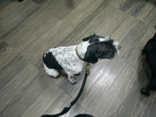 Привет!  Меня зовут Джек, можно ласково Джеки или джекуша. 01