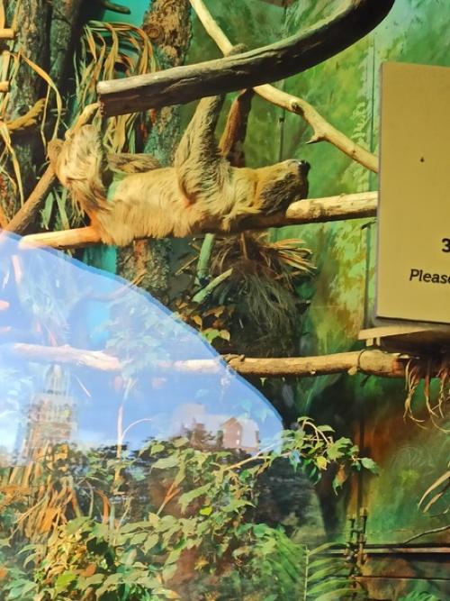 Можно по-разному относиться к зоопаркам, но одно могу сказать точно - московский зоопарк это уникальное место! 05