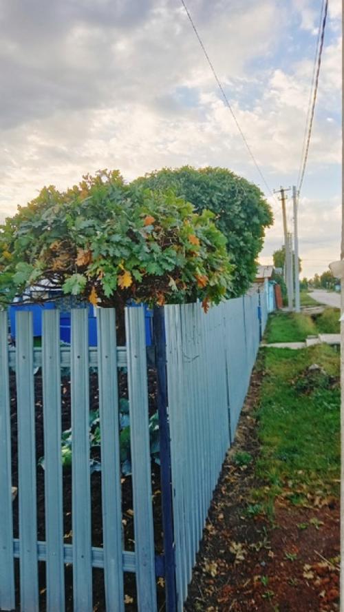 Помните про дуб у Льва толстого? 02 Помните про дуб у Льва толстого? 02