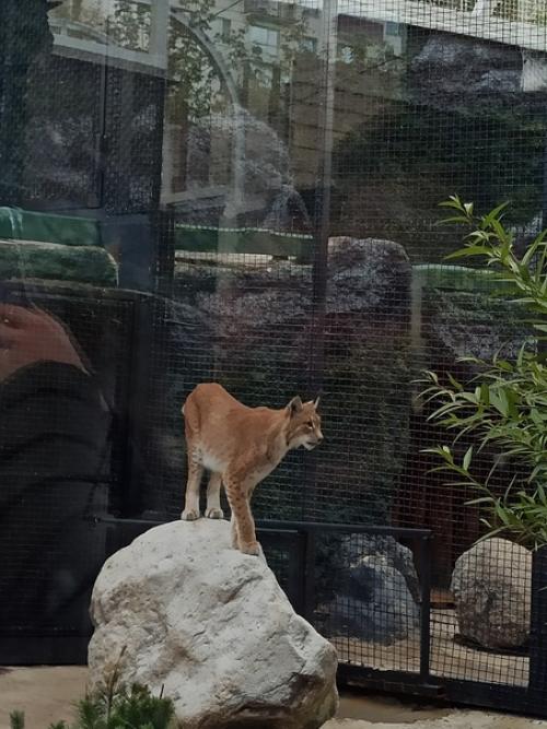 Можно по-разному относиться к зоопаркам, но одно могу сказать точно - московский зоопарк это уникальное место! 04