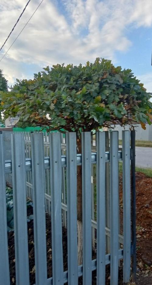 Помните про дуб у Льва толстого? 01 Помните про дуб у Льва толстого? 01