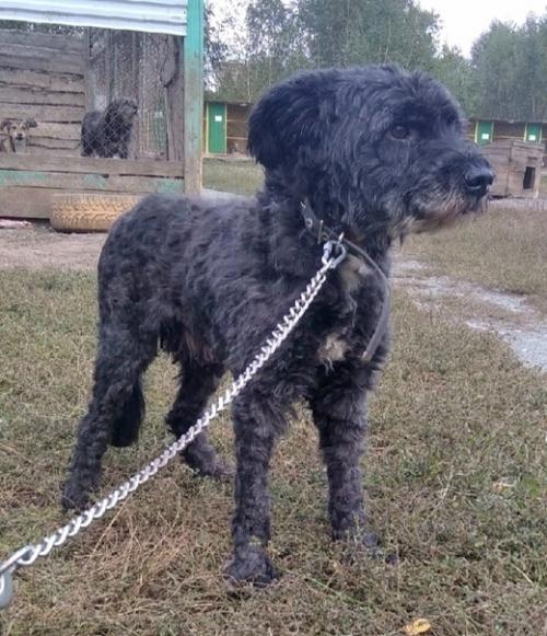 Кошкиндом_пристрой_собаки. 05 Кошкиндом_пристрой_собаки. 05