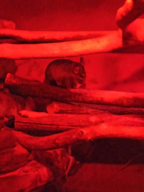 Можно по-разному относиться к зоопаркам, но одно могу сказать точно - московский зоопарк это уникальное место! 01