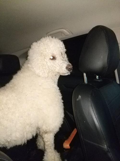 Белый пудель!  Кто потерял? 03