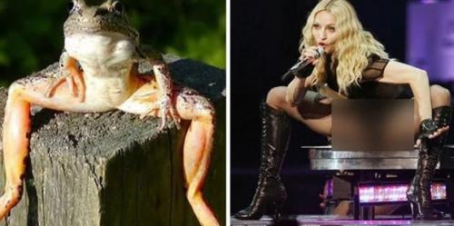 На каких животных похожи знаменитости ( забавные фото). 07