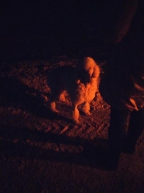 Белый пудель!  Кто потерял? 01