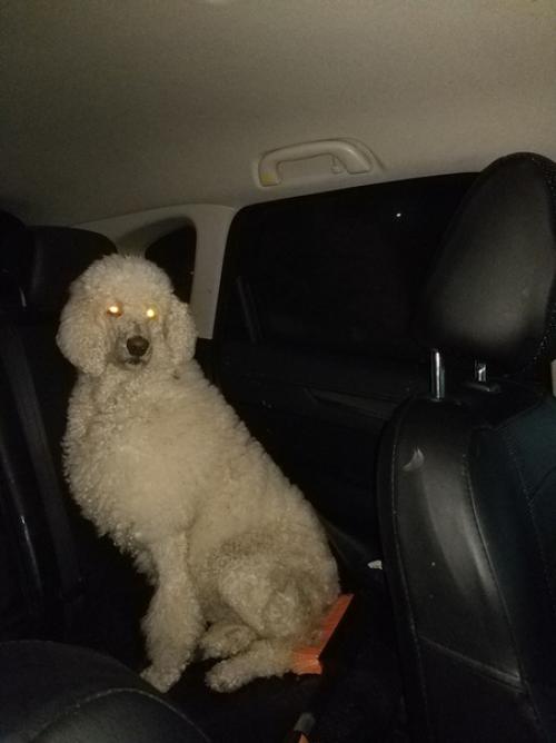 Белый пудель!  Кто потерял? 02