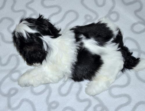 Алиментный щенок Ши тцу мальчик ищет маму! 02