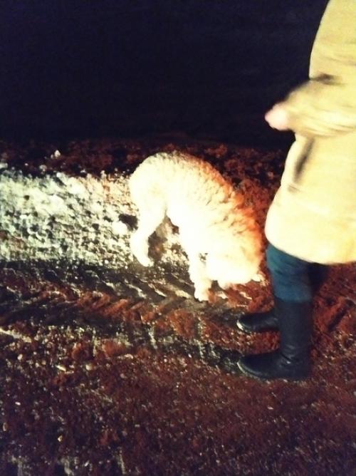 Белый пудель!  Кто потерял? 04