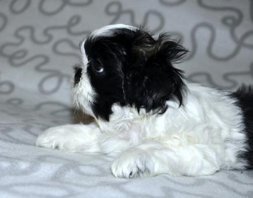 Алиментный щенок Ши тцу мальчик ищет маму! 01