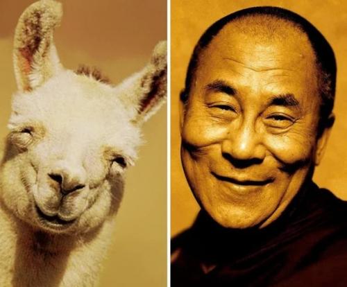 На каких животных похожи знаменитости ( забавные фото). 05