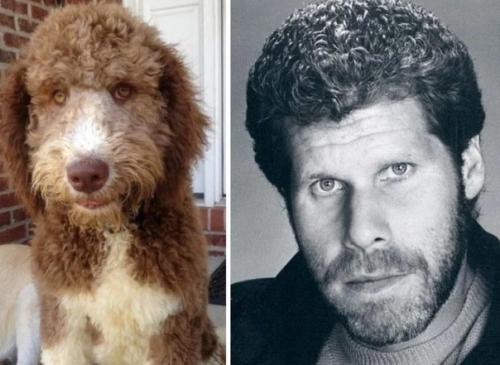 На каких животных похожи знаменитости ( забавные фото). 03