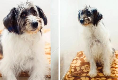 Приют для бездомных собак Омские Хвостики показал фотографии собаки Грейс, которую сводили в груминг - салон и сделали модную стрижку. 01