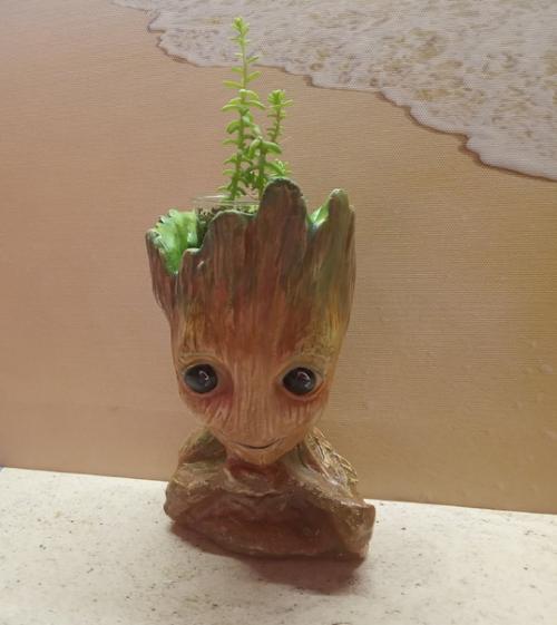 Да простят меня за отсутствие памяти суккулентошные боги. 02