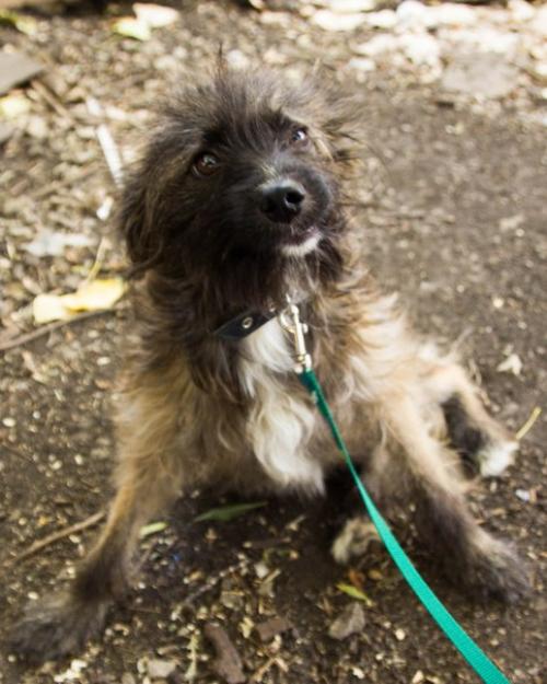 Ставрополь.  Животные в приюте! 01 Ставрополь.  Животные в приюте! 01