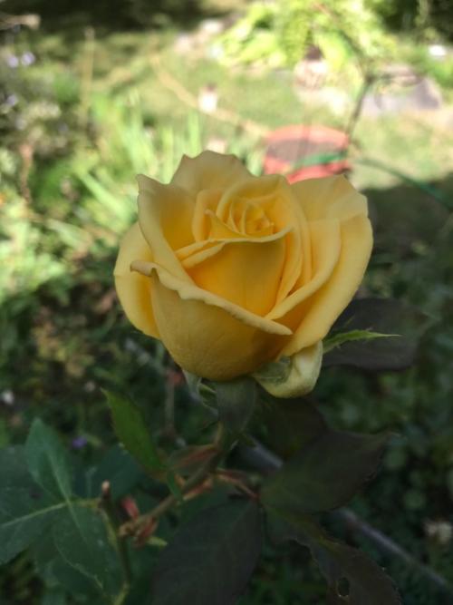 Провожая сентябрь …. 07