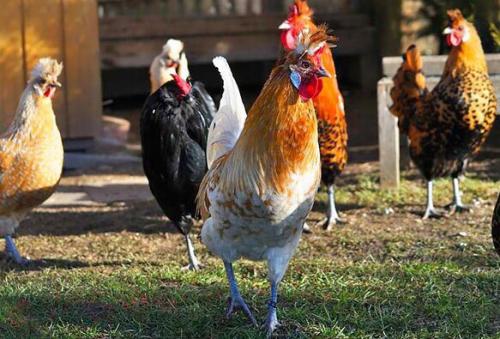 Аппенцеллер - редкая порода кур? 03 Аппенцеллер - редкая порода кур? 03