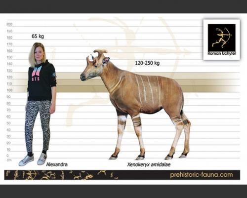 Отряд: парнопалые (Artiodactyla). 01 Отряд: парнопалые (Artiodactyla). 01