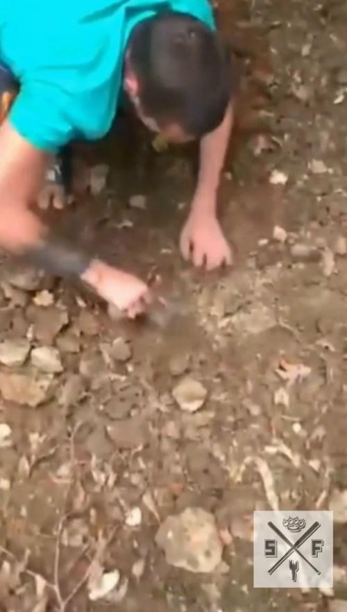 Закопали живьем.  Жителей краснодарского края привлекли внимание истошные крики животного. 01