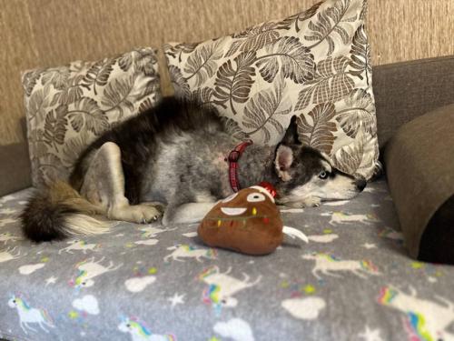 Ну что ж, раскроем карты, такая модная стрижка теперь у ёжика. 01