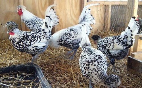 Аппенцеллер - редкая порода кур? 02 Аппенцеллер - редкая порода кур? 02