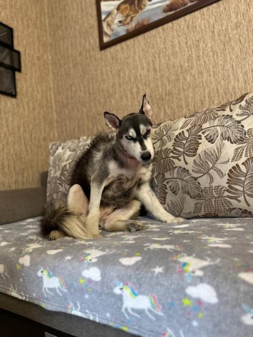 Ну что ж, раскроем карты, такая модная стрижка теперь у ёжика. 02