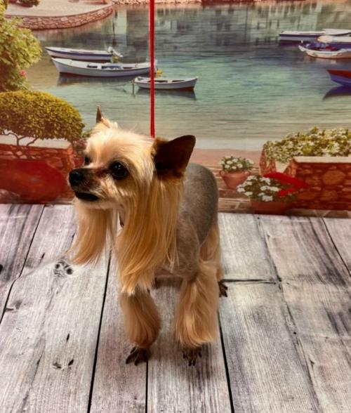 Мои милые старички, посмотрите как стрижка преобразила собачку! 01