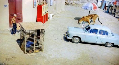 Полосатый рейс. В основе сценария фильма лежит реальная, хотя и трансформированная история. 01 Полосатый рейс. В основе сценария фильма лежит реальная, хотя и трансформированная история. 01