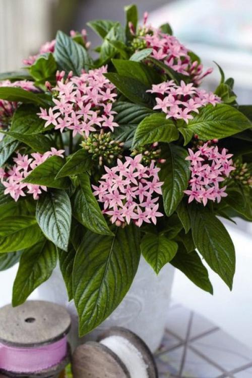 Пентас ланцетовидный, или пентас травянистый. 01