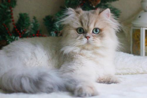 Вообще её зовут Бонни.  