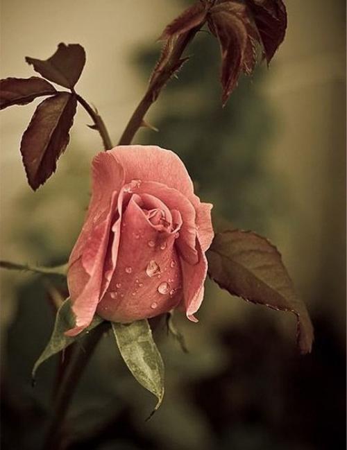 Алиса фрейндлих. День рождения: 8 декабря. 01 Алиса фрейндлих. День рождения: 8 декабря. 01