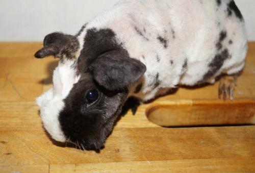 А расскажите - ка владельцы именно длинношерстных пород. 01