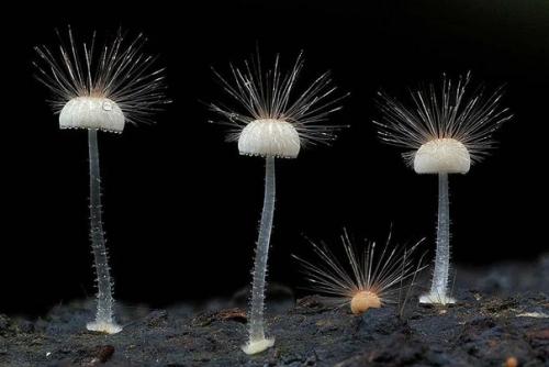 Гриб - волосатый рокер. 03