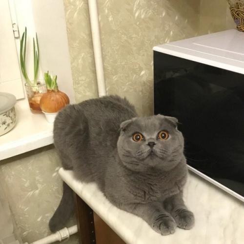 Его зовут грей. 03 Его зовут грей. 03