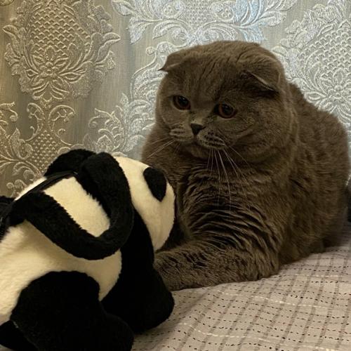 Его зовут грей. 08 Его зовут грей. 08