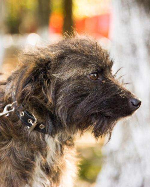 Ставрополь. Животные в приюте! 01