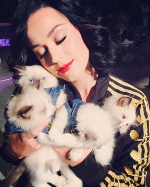 Звезды со своими домашними любимцами. 06