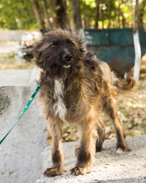 Ставрополь. Животные в приюте! 03