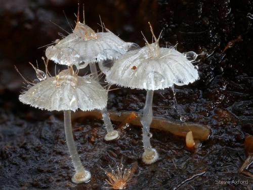 Гриб - волосатый рокер. 01