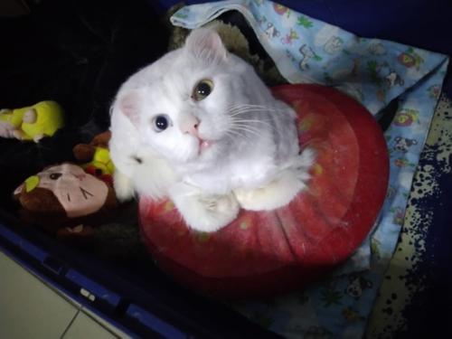 Ищет добрые ручки молодой брутальный белоснежный пушистик с разноцветными глазами, с модной стрижкой. 01