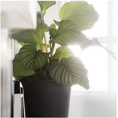 Обитатели Домашних Тропиков: растения для ванной комнаты. 01 Обитатели Домашних Тропиков: растения для ванной комнаты. 01