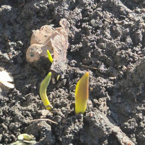 Неделя 10/52 2026.  1. рисовала меньше. 01