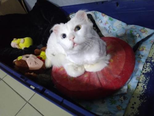 Ищет добрые ручки молодой брутальный белоснежный пушистик с разноцветными глазами, с модной стрижкой. 03