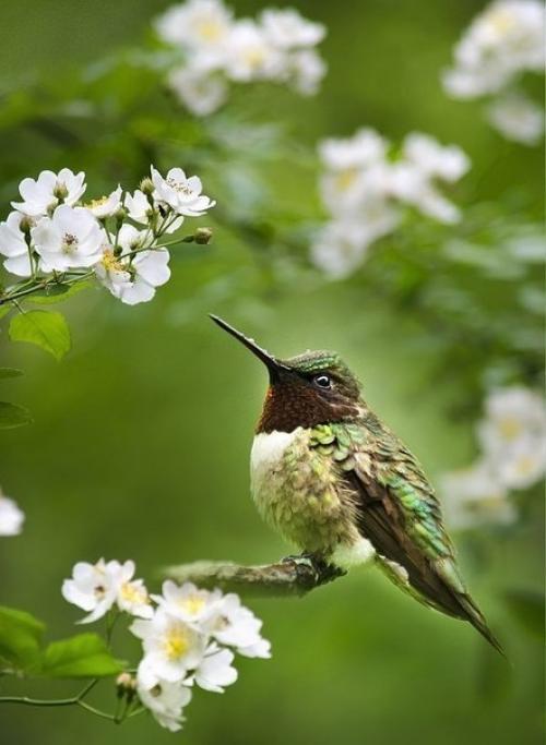 Закончились метели.  В лесу валежник просох. 01