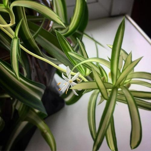 Неприхотливые комнатные растения? 06 Неприхотливые комнатные растения? 06