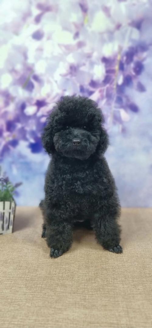 Красотка магнолия собирает чемоданы домой перед дальней дорогой, фото для мамы Светы. 03