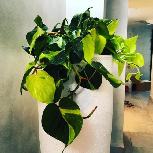 Неприхотливые комнатные растения? 02 Неприхотливые комнатные растения? 02