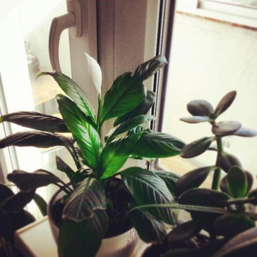 Неприхотливые комнатные растения? 04 Неприхотливые комнатные растения? 04