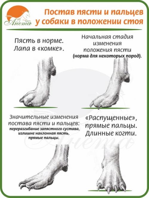 О необходимости стрижки когтей собаки. 01 О необходимости стрижки когтей собаки. 01