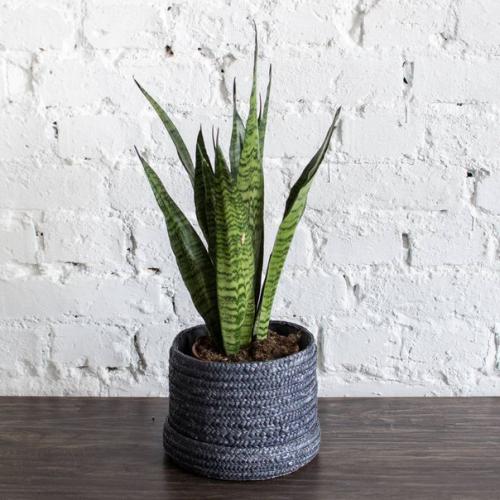 Неприхотливые комнатные растения? 03 Неприхотливые комнатные растения? 03